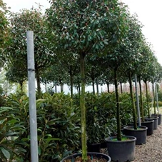 Photinia fraseri 'Red Robin' - Baum, H C 50 16- 18