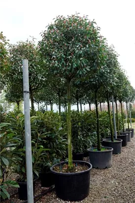 Glanzmispel 'Red Robin' - Photinia fraseri 'Red Robin' - Baum