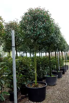 Glanzmispel 'Red Robin' - Photinia fraseri 'Red Robin' - Baum