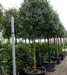 Glanzmispel 'Red Robin' - Photinia fraseri 'Red Robin' - Baum