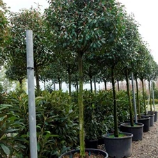Photinia fraseri 'Red Robin' - Baum, H C 50 16- 18