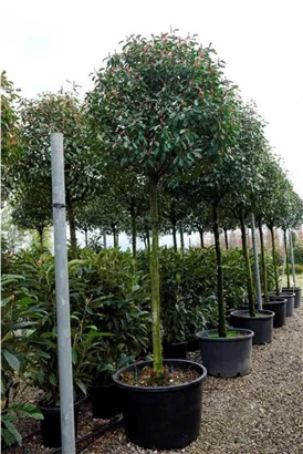 Glanzmispel 'Red Robin' - Photinia fraseri 'Red Robin' - Baum