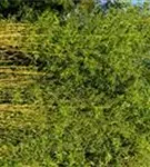 Bambus aureosulcata spectabilis - Phyllostachys aureosulcata Spectabilis