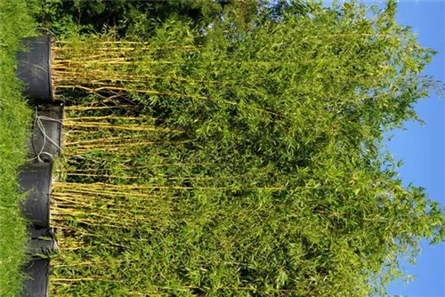 Bambus aureosulcata spectabilis - Phyllostachys aureosulcata Spectabilis