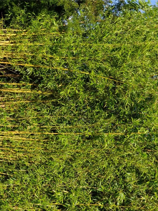 Bambus aureosulcata spectabilis - Phyllostachys aureosulcata Spectabilis