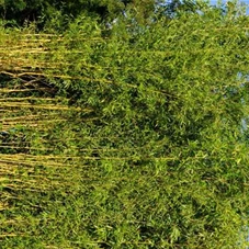 Phyllostachys aureosulcata Spectabilis, C 65 350- 500