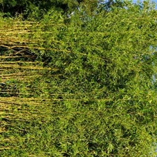 Phyllostachys aureosulcata Spectabilis, C 65 350- 500