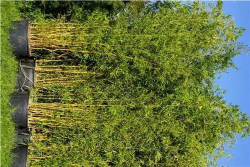 Bambus aureosulcata spectabilis - Phyllostachys aureosulcata Spectabilis