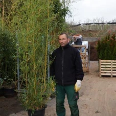 Phyllostachys aureosulcata Spectabilis, C 15 250-