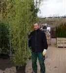 Bambus aureosulcata spectabilis - Phyllostachys aureosulcata Spectabilis