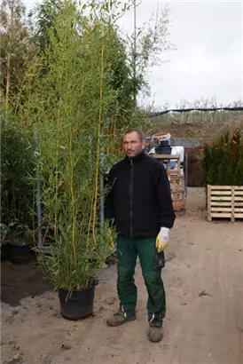 Bambus aureosulcata spectabilis - Phyllostachys aureosulcata Spectabilis