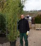 Bambus aureosulcata spectabilis - Phyllostachys aureosulcata Spectabilis