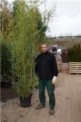 Bambus aureosulcata spectabilis - Phyllostachys aureosulcata Spectabilis