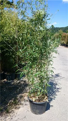 Bambus bissetii - Phyllostachys bissetii