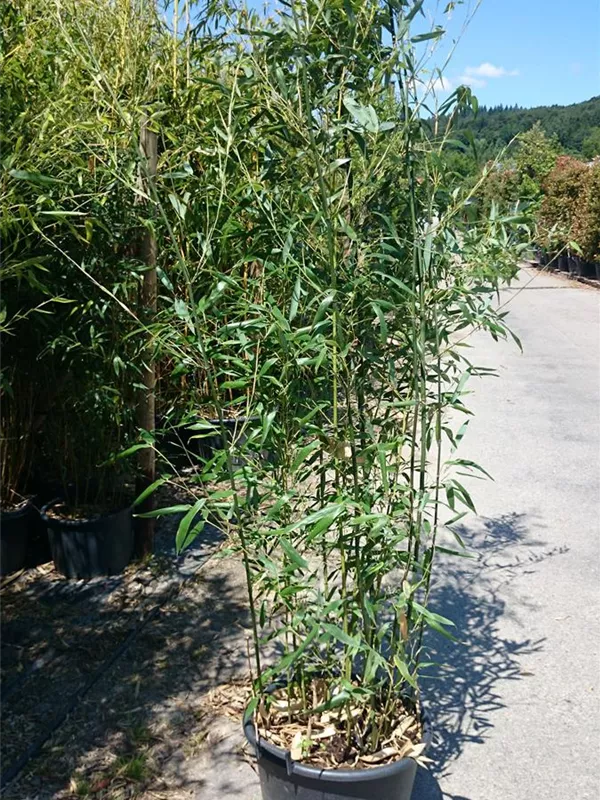Bambus bissetii - Phyllostachys bissetii