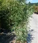 Bambus bissetii - Phyllostachys bissetii
