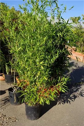 Bambus bissetii - Phyllostachys bissetii
