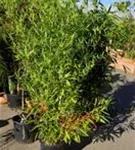 Bambus bissetii - Phyllostachys bissetii
