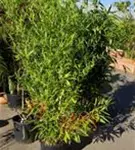Bambus bissetii - Phyllostachys bissetii