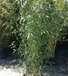 Bambus bissetii - Phyllostachys bissetii