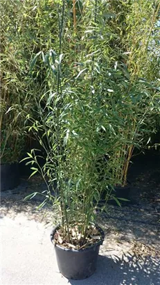 Bambus bissetii - Phyllostachys bissetii