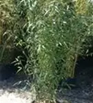 Bambus bissetii - Phyllostachys bissetii