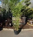Schwarzrohrbambus - Phyllostachys nigra