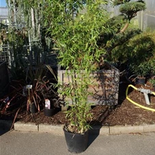 Phyllostachys nigra, C 15 150- 200