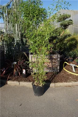 Schwarzrohrbambus - Phyllostachys nigra