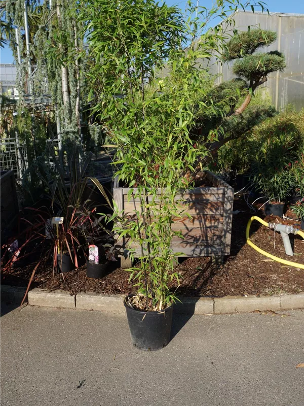 Schwarzrohrbambus - Phyllostachys nigra