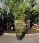 Schwarzrohrbambus - Phyllostachys nigra