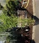 Schwarzrohrbambus - Phyllostachys nigra