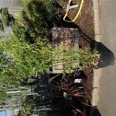 Phyllostachys nigra, C 10 150- 175