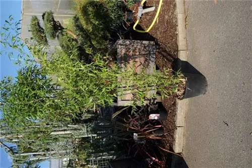 Schwarzrohrbambus - Phyllostachys nigra