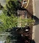 Schwarzrohrbambus - Phyllostachys nigra