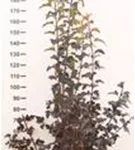 Fasanenspiere 'Diable d'Or' -R- - Physocarpus opulifolius 'Diable d'Or' -R-