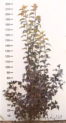 Fasanenspiere 'Diable d'Or' -R- - Physocarpus opulifolius 'Diable d'Or' -R-