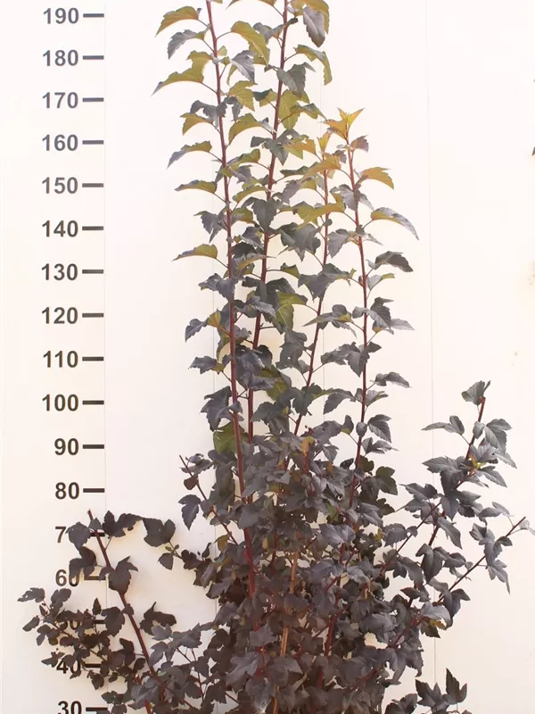 Fasanenspiere 'Diable d'Or' -R- - Physocarpus opulifolius 'Diable d'Or' -R-