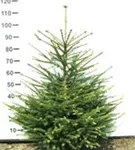 Rotfichte - Picea abies - Nadeln - Koniferen