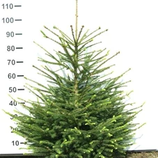 Picea abies - Nadeln - Koniferen, mB 80- 100