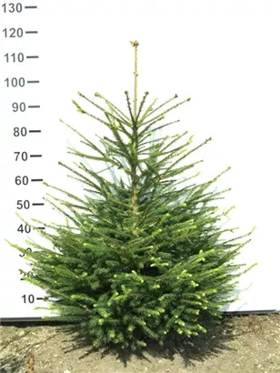 Rotfichte - Picea abies - Nadeln - Koniferen