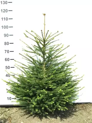 Rotfichte - Picea abies - Nadeln - Koniferen