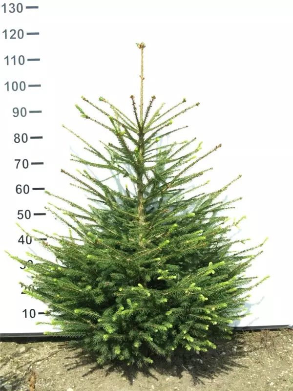 Rotfichte - Picea abies - Nadeln - Koniferen