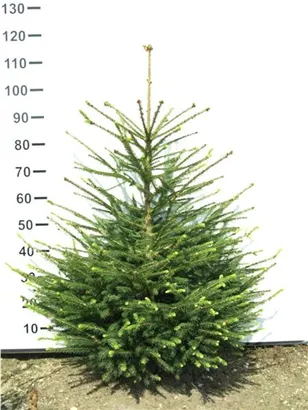 Rotfichte - Picea abies - Nadeln - Koniferen