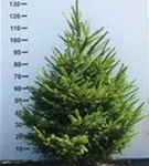 Rotfichte - Picea abies - Nadeln - Koniferen