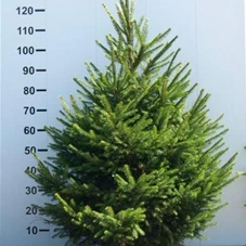 Picea abies - Nadeln - Koniferen, mB 100- 125