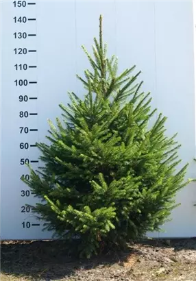 Rotfichte - Picea abies - Nadeln - Koniferen