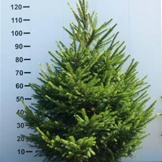Picea abies - Nadeln - Koniferen, mB 100- 125