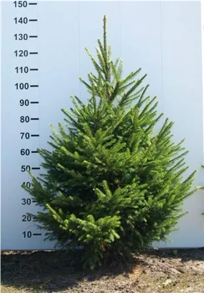 Rotfichte - Picea abies - Nadeln - Koniferen