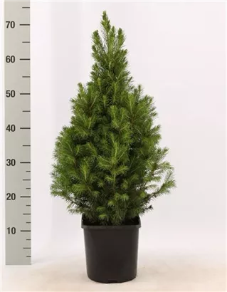 Zuckerhutfichte - Picea glauca 'Conica'